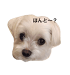 ルルのつぶやき（個別スタンプ：2）