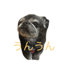 rabu00（個別スタンプ：5）