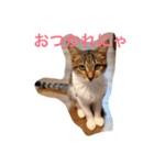 cat's everyday.（個別スタンプ：2）
