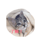 cat's everyday.（個別スタンプ：5）