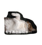 cat's everyday.（個別スタンプ：8）