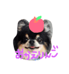 OKD家わんこ（個別スタンプ：4）