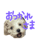 OKD家わんこ（個別スタンプ：7）