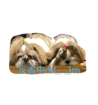 双子犬  ユキチとマサオ（個別スタンプ：1）