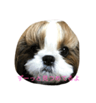 双子犬  ユキチとマサオ（個別スタンプ：8）