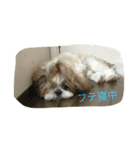 双子犬  ユキチとマサオ（個別スタンプ：24）