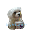malkan（個別スタンプ：3）
