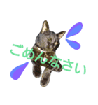 しょこらの日常（個別スタンプ：12）