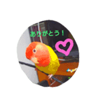 かわインコちゃん（個別スタンプ：1）