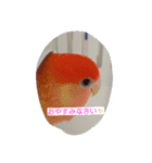 かわインコちゃん（個別スタンプ：2）