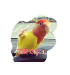かわインコちゃん（個別スタンプ：3）