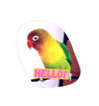 かわインコちゃん（個別スタンプ：4）