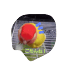 かわインコちゃん（個別スタンプ：5）