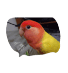 かわインコちゃん（個別スタンプ：8）