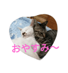 Cute stamp of kittens（個別スタンプ：1）