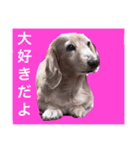 かわいふぁむせんよう（個別スタンプ：7）