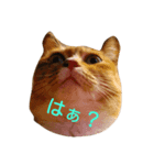 cats-dog（個別スタンプ：1）