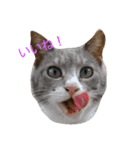 cats-dog（個別スタンプ：2）