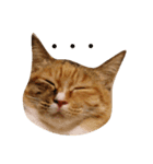 cats-dog（個別スタンプ：3）