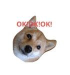 cats-dog（個別スタンプ：4）