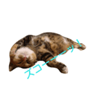 cats-dog（個別スタンプ：6）