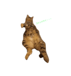 cats-dog（個別スタンプ：7）