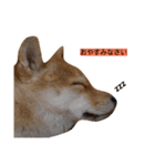 cats-dog（個別スタンプ：8）