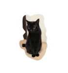 黒猫の可愛いジジ（個別スタンプ：1）