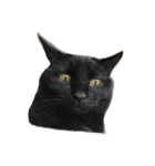 黒猫の可愛いジジ（個別スタンプ：4）