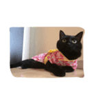 黒猫の可愛いジジ（個別スタンプ：5）