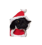 黒猫の可愛いジジ（個別スタンプ：6）