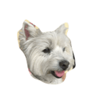 westie angie（個別スタンプ：1）