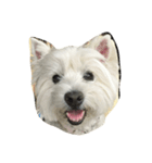 westie angie（個別スタンプ：2）