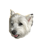 westie angie（個別スタンプ：3）
