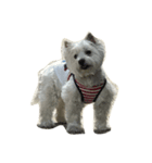 westie angie（個別スタンプ：6）