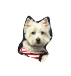westie angie（個別スタンプ：7）