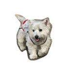 westie angie（個別スタンプ：8）