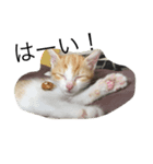pan＆coco 3（個別スタンプ：1）