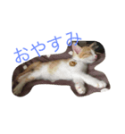 pan＆coco（個別スタンプ：1）
