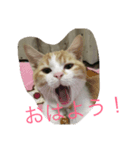 pan＆coco（個別スタンプ：5）