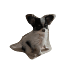 犬写真☆チワワの創くん（個別スタンプ：1）