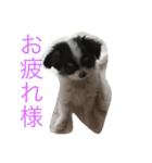 犬写真☆チワワの創くん（個別スタンプ：2）