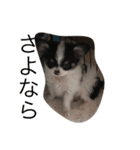 犬写真☆チワワの創くん（個別スタンプ：3）