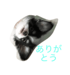 犬写真☆チワワの創くん（個別スタンプ：4）