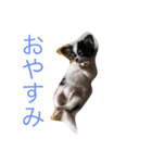犬写真☆チワワの創くん（個別スタンプ：5）