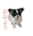 犬写真☆チワワの創くん（個別スタンプ：7）