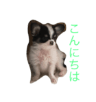犬写真☆チワワの創くん（個別スタンプ：8）