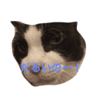 まいにちだるいねこ（個別スタンプ：1）