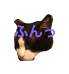 まいにちだるいねこ（個別スタンプ：2）