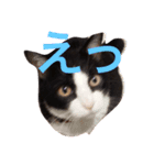 まいにちだるいねこ（個別スタンプ：3）